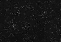 Black Antique Super Jumbo Quartz